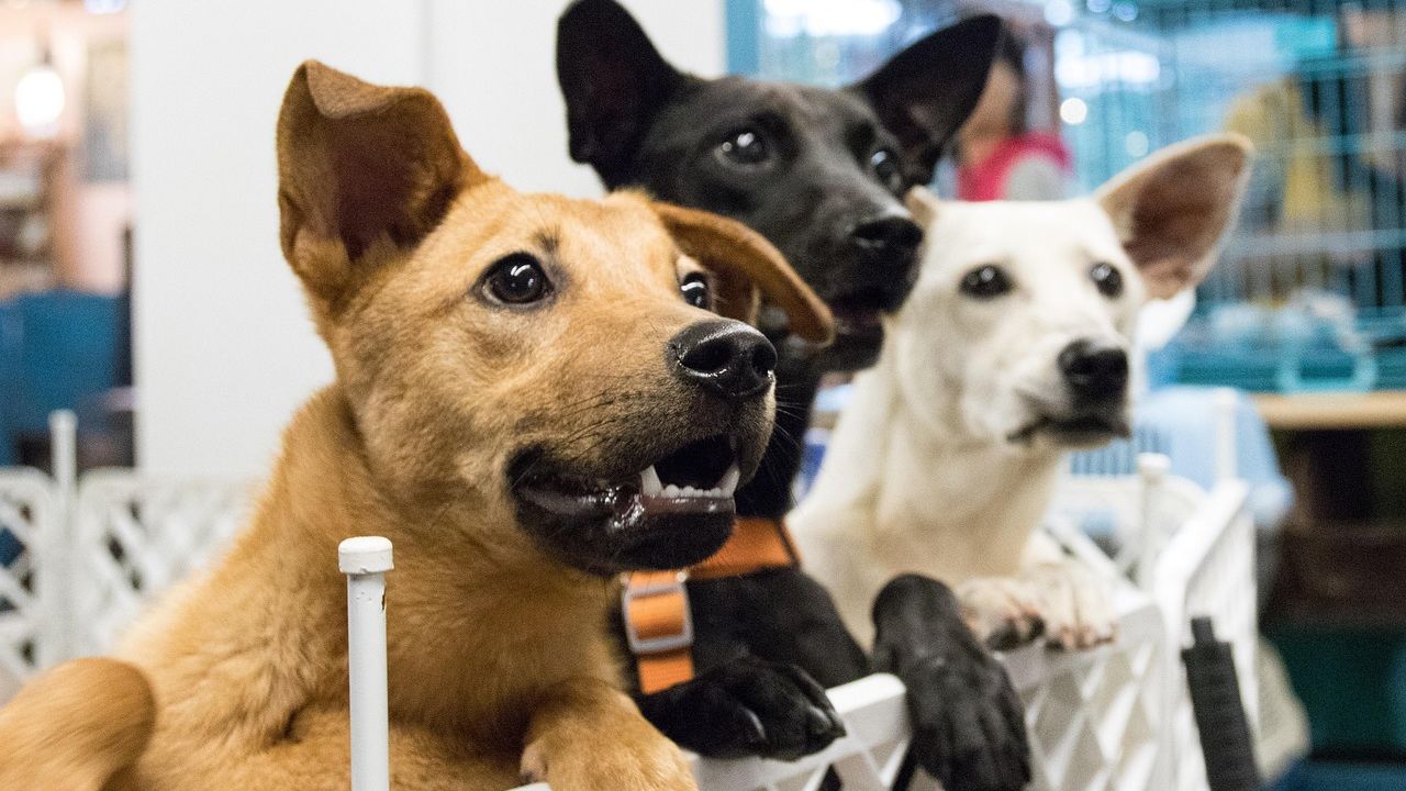 If You're Planning to Rehome Your Dog, Read This First - What Happens Next Will Break You