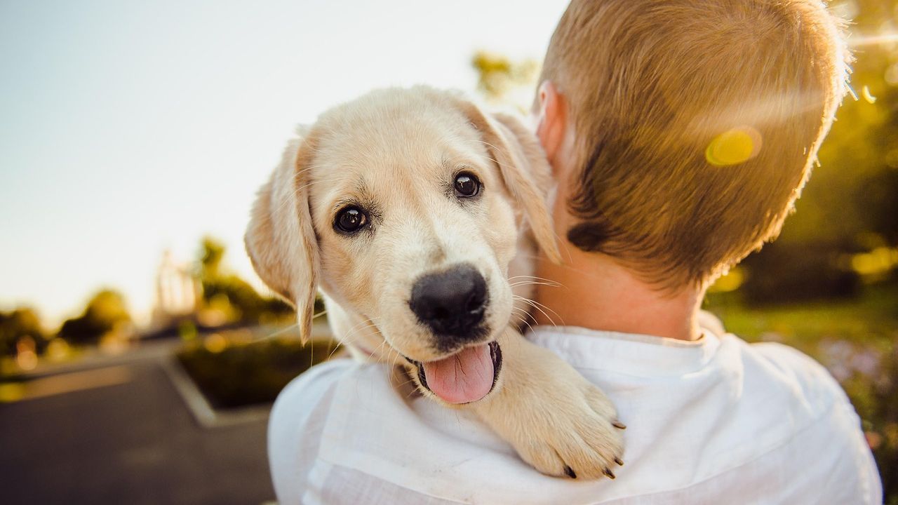 10 Ways Your Dog Protects Your Mental Health Without You Ever Realizing It