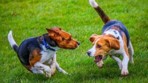 12 Dogs That Quietly Help Older Adults Cope With Loneliness and Grief