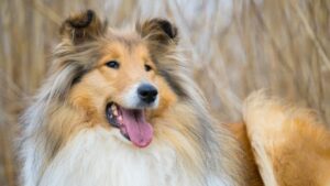 7 Dog Breeds That Refuse to Leave Your Side When You're Dying