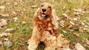 8 Breeds That Form Unbreakable Bonds With One Person - And Suffer Depression If Separated