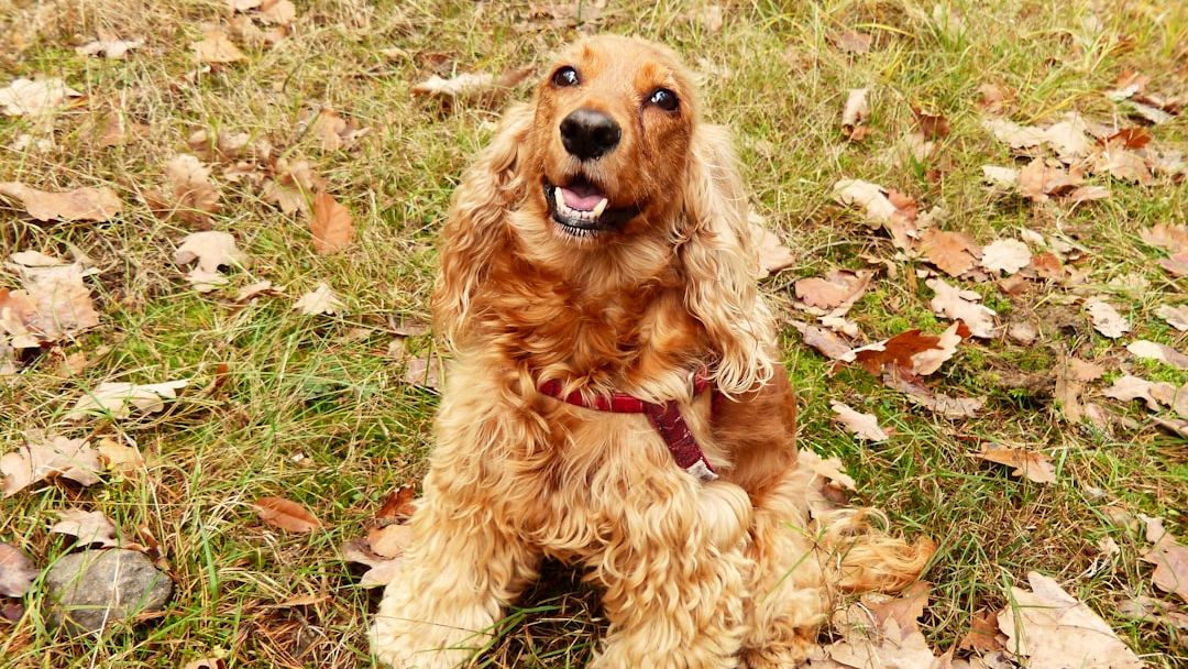 8 Breeds That Form Unbreakable Bonds With One Person - And Suffer Depression If Separated