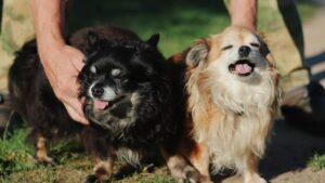 12 Companion Dogs That Help Seniors Feel Safe Living Alone