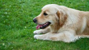 The One Dog Breed Your Zodiac Sign Would Never Forget Once Loved