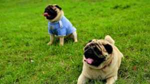 10 Lap Dog Breeds That Become Deeply Attached to Older Owners
