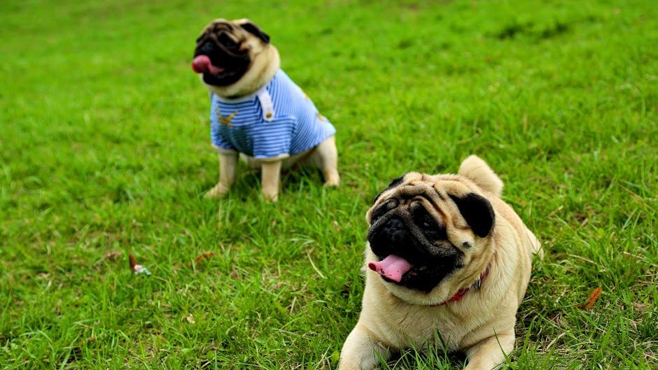 10 Lap Dog Breeds That Become Deeply Attached to Older Owners