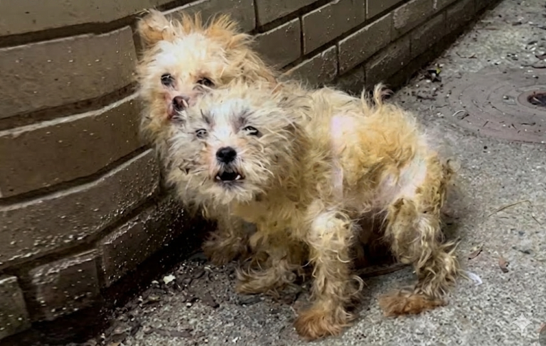 Abandoned and Frightened, Twin Sister Puppies Find Forever Home Without Being Separated