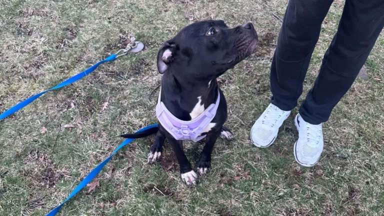 Police Investigate After Dog Is Abandoned on Main Street in Lebanon Borough