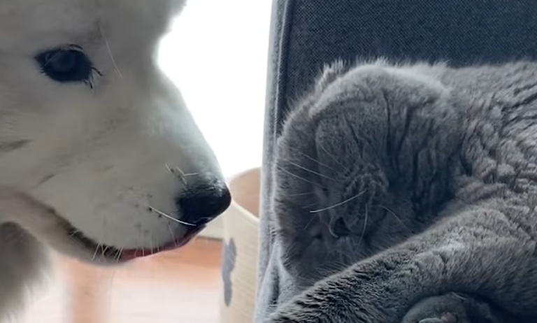 Samoyed’s Epic Quest to Befriend Reluctant Cat is Hilarious and Amusing