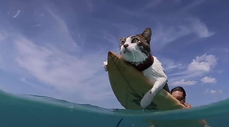 Daring Hawaiian Cat Loves Surfing With His Parents