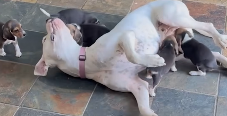100-Pound Deaf Great Dane Transforms into Ideal Nanny for Tiny Beagle Puppies