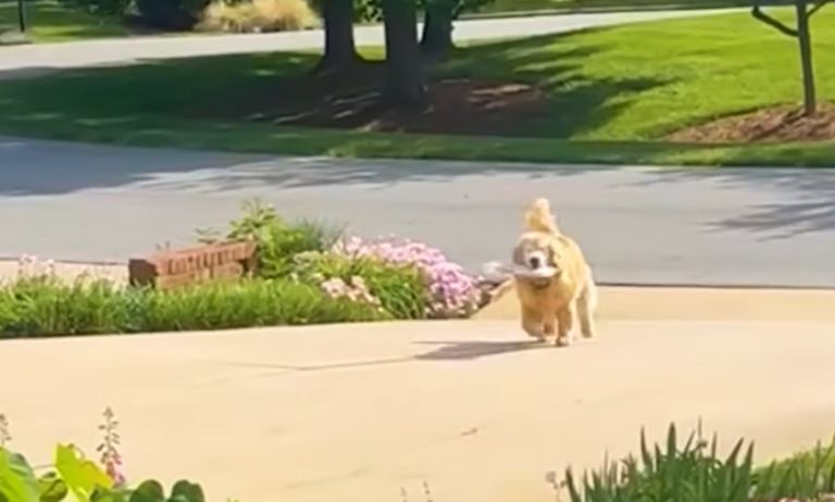Blind Dog Keeps Fetching The Newspaper To Make His Family Proud