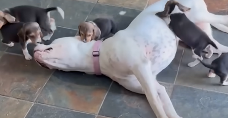 Deaf 100-Pound Pittie Steps In as Nanny for Overwhelmed Beagle Mother and Her Puppies