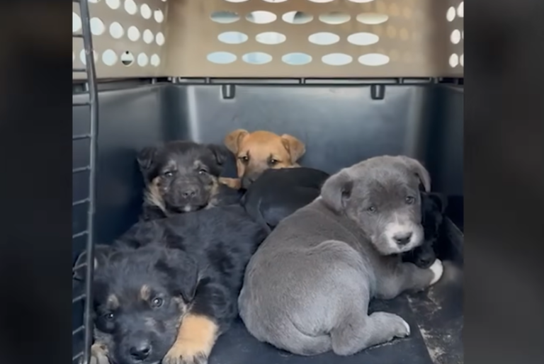 Stray Mother Dog Bravely Guides Rescuers Through Rugged Terrain to Hidden Cave Protecting Her Puppies