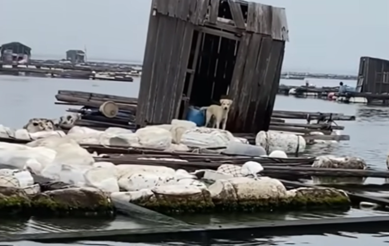 Dog Abandoned on Floating House at Sea Finally Rescued