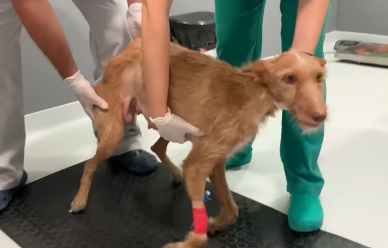 Paralyzed Dog Who Was Abandoned By Owner For Being Useless Defies All Odds to Run Again