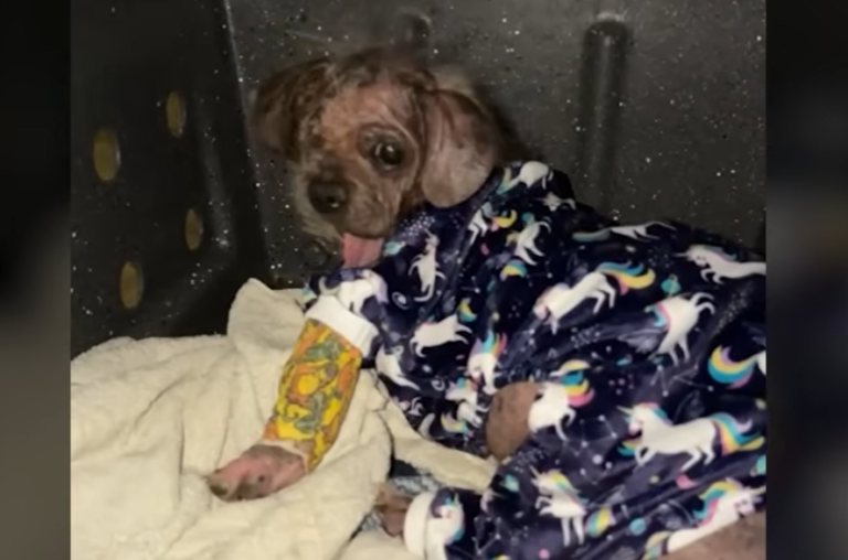 Neglected Because of His Looks, Dog Makes an Incredible Transformation