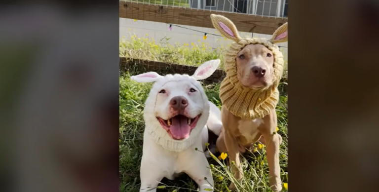 Shy Pit Bull Overcomes Deep Anxiety Through Gentle Eye Contact And Learns How To “Dog”