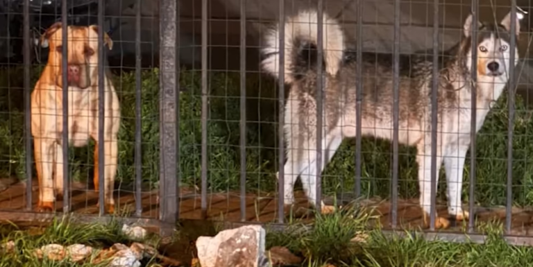 Abandoned Pittie Cries For Help But Refuses to Leave Injured Husky Friend Behind
