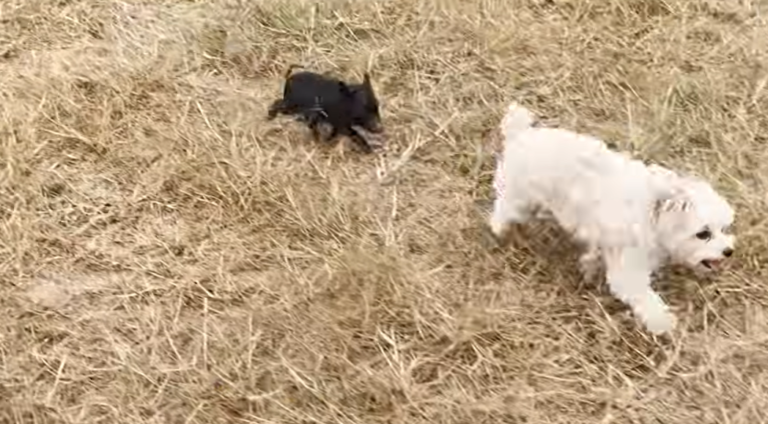 Rescued Piglet Finds Her Forever Friend in Loyal Dog After Devastating Storm