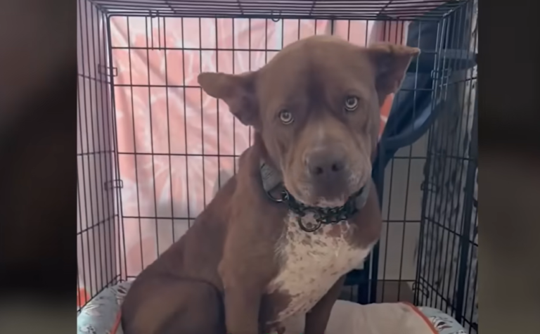 Rescue Community Steps Up to Save Sick Pit Bull Puppy Not Once But Twice