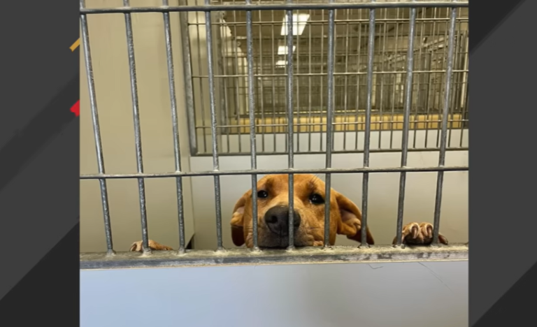 Shelter Dog Had Just 1 Minute Left: Then Rescuers Did This