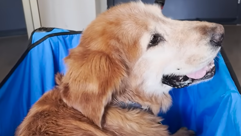 Woman’s Lifelong Bond With Soul Dog Since Age 15 Shows True Dedication