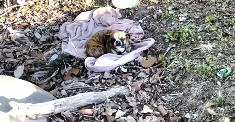 Dog Found Trembling In A Ditch Now Dances For Joy