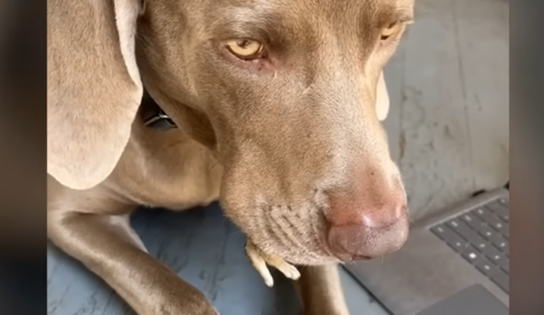 Woman Sees Tiny Legs Sticking Out Of Her Dog’s Mouth