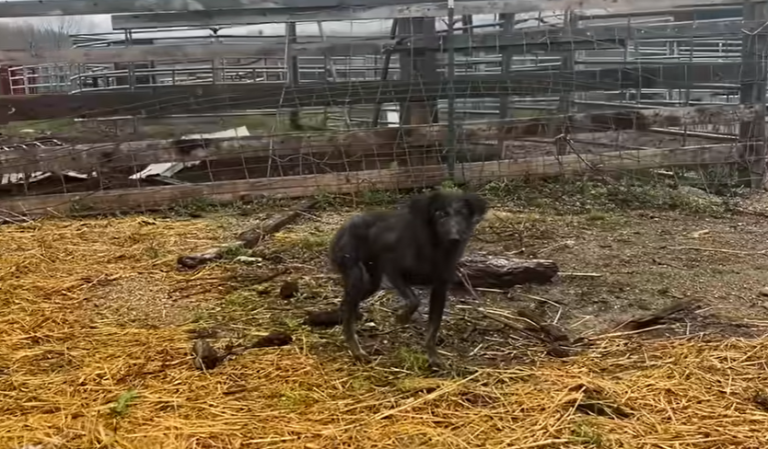 Stray Mother Dog Wanders into Rural Barn to Deliver Her Puppies