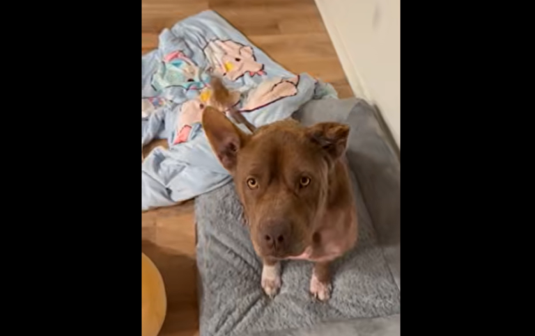Rescue Community Saves Pit Bull Gizmo Twice Through Life-Threatening Crises