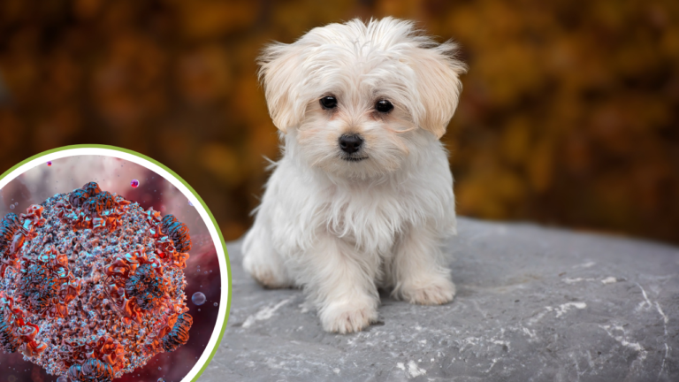 CDC Classifies Hantavirus Outbreak As ‘Level 3’ Emergency Response: What Does This Mean For Pets?