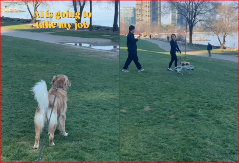 Golden Retriever Freezes Watching Robotic Dog on Leash