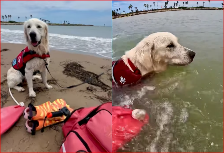Heroic Golden Retriever Trains to Save Swimmers from Drowning in Texas