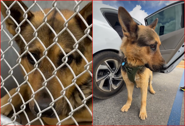 German Shepherd Abandoned at California Walmart with His Toys For Three Days is Finally Happy