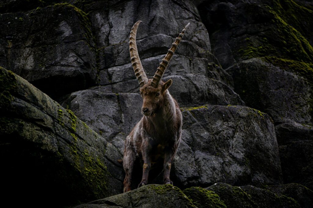 a mountain goat standing on top of a rocky hillside