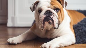 The Perfect Dog Breed for Your Zodiac Sign's Hidden Personality