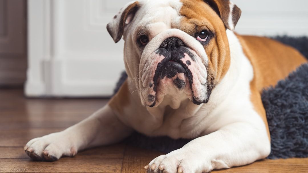 The Perfect Dog Breed for Your Zodiac Sign's Hidden Personality