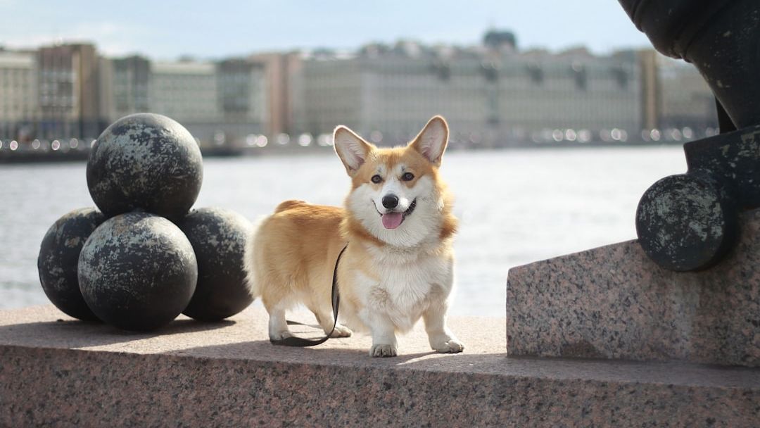If You're Retiring Soon These Are the 6 Dog Breeds That Will Change Your Life