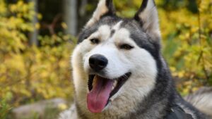 Your Zodiac Sign Reveals the One Dog Breed That Will Never Let You Down