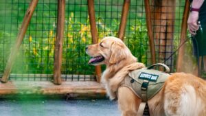 Psychology Says Dogs Mirror Human Depression Before the Owner Even Recognizes It in Themselves