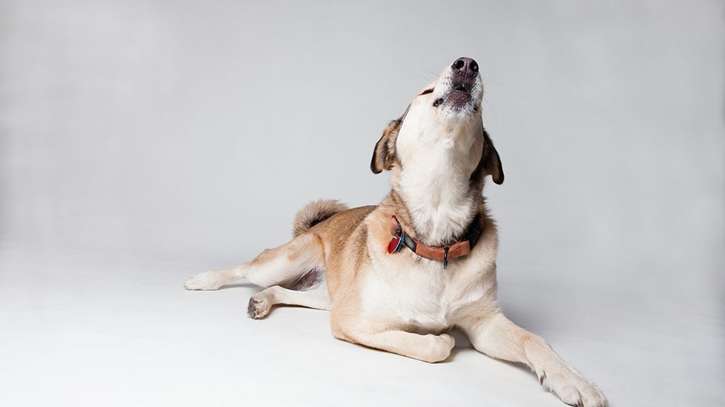 The Reason Some Dogs Howl at Nothing - And What Spiritualists Believe It Means