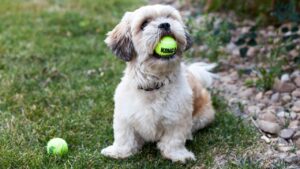 Psychology Says Dogs Lose Their Playfulness When the Home They Grew Up In No Longer Feels Safe