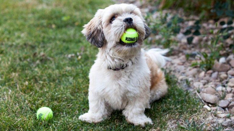Psychology Says Dogs Lose Their Playfulness When the Home They Grew Up In No Longer Feels Safe