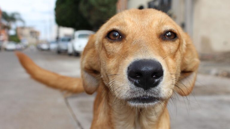 9 Signs Your Dog Was Abused Before You Adopted Them - Even If the Shelter Didn't Say
