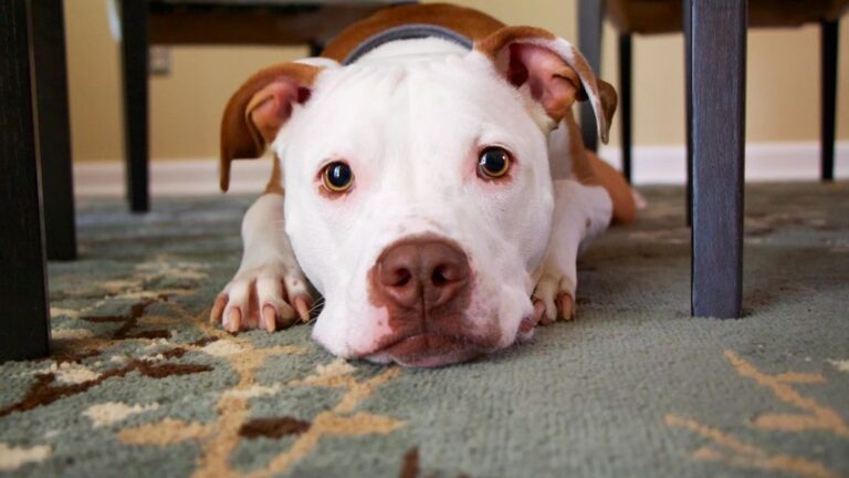 8 Ways Your Dog Is Silently Asking You Not to Leave the House Today