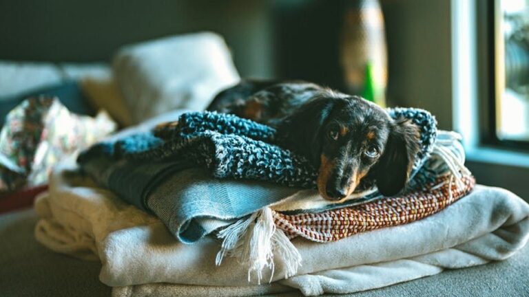 Your Laundry Pile Is Your Dog’s Comfort Blanket, and the Science Behind It Is Genuinely Moving