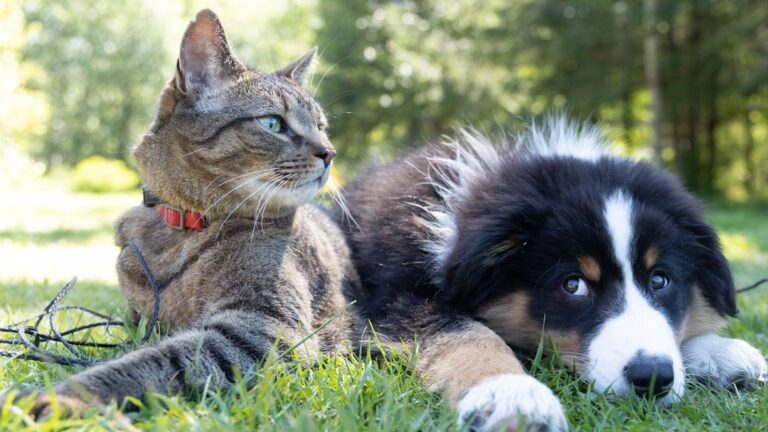 The Dogs That Think They’re Felines: Meet the Breeds Vets Say Have a Secretly Catlike Soul