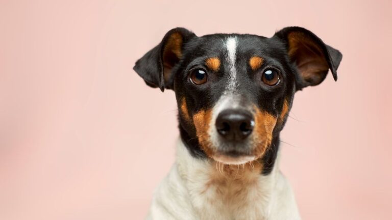 Every Dog Owner Has Overlooked at Least One of These — Have You?