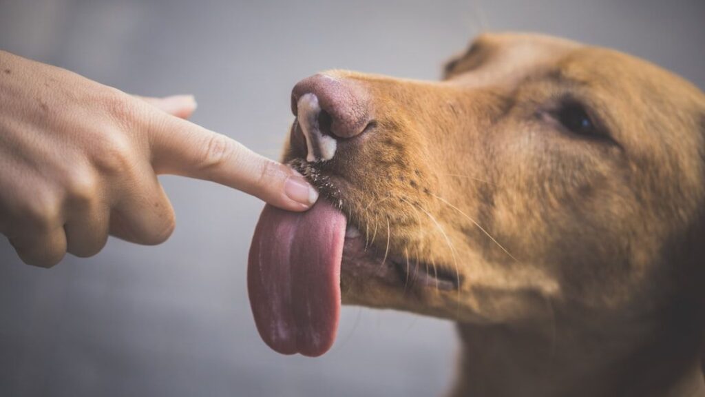 Should You Let Your Dog Lick Your Face? What the Experts Actually Say